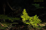 Wald