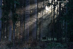 Wald