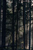 Wald