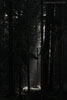 Wald