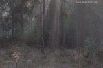 Wald