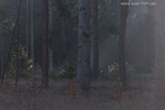 Wald