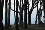 Wald