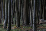 Wald