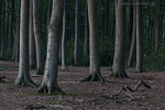 Wald