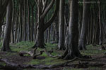 Wald