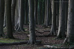 Wald