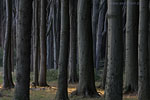 Wald