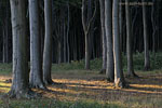 Wald