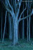 Wald
