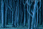 Wald