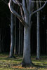 Wald