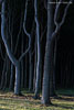 Wald
