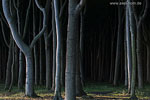 Wald