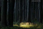 Wald