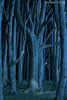 Wald