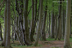 Kstenwald