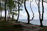 Kstenwald