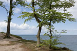 Kstenwald
