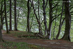 Kstenwald