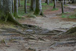 Kstenwald