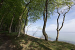 Kstenwald