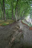 Kstenwald