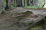Kstenwald