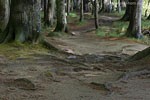 Kstenwald