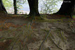 Kstenwald