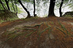 Kstenwald