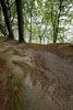 Kstenwald