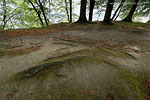 Kstenwald