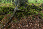 Kstenwald