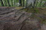 Kstenwald