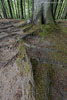 Kstenwald