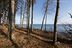 Kstenwald