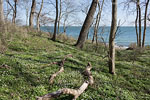 Kstenwald