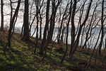 Kstenwald