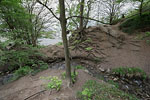 Kstenwald