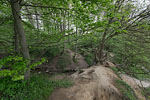 Kstenwald