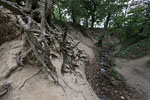Kstenwald