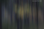 Farben im Wald