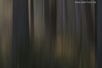 Farben im Wald
