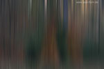 Farben im Wald