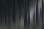 Farben im Wald