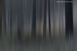 Farben im Wald