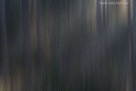 Farben im Wald