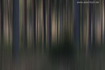 Farben im Wald
