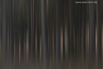 Farben im Wald